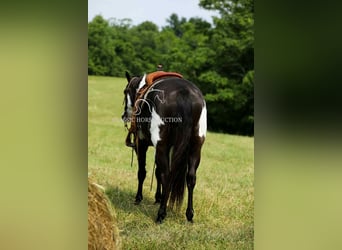 Paint Horse, Wałach, 8 lat, 152 cm, Tovero wszelkich maści