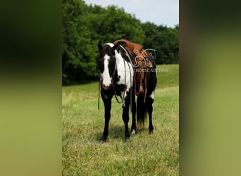 Paint Horse, Wałach, 8 lat, 152 cm, Tovero wszelkich maści