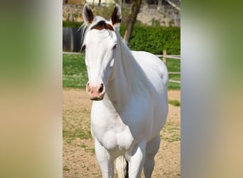 Paint Horse, Wałach, 8 lat, 165 cm, Tovero wszelkich maści