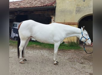 Paint Horse, Wałach, 8 lat, 165 cm, Tovero wszelkich maści