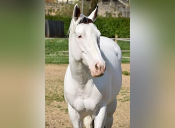 Paint Horse, Wałach, 8 lat, 165 cm, Tovero wszelkich maści