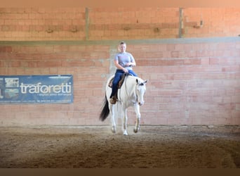 Paint Horse, Wałach, 8 lat, 165 cm, Tovero wszelkich maści