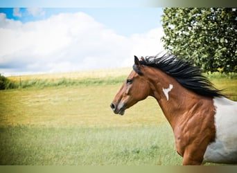 Paint Horse, Wałach, 10 lat, 156 cm, Srokata