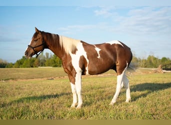 Paint Horse, Wałach, 10 lat, 157 cm, Srokata