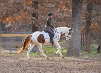 Paint Horse, Wałach, 11 lat, 147 cm, Cisawa