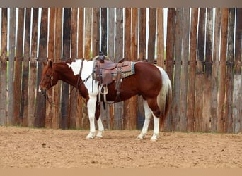 Paint Horse, Wałach, 11 lat, 152 cm