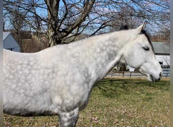 Paint Horse, Wałach, 11 lat, 152 cm, Siwa jabłkowita