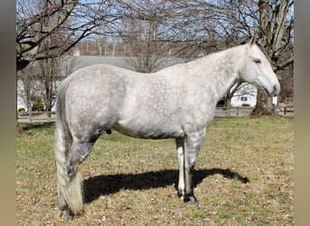 Paint Horse, Wałach, 11 lat, 152 cm, Siwa jabłkowita