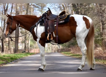 Paint Horse, Wałach, 11 lat, 157 cm, Srokata