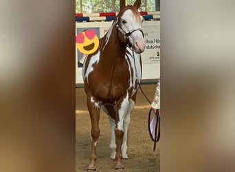Paint Horse, Wałach, 11 lat, 162 cm, Overo wszelkich maści