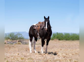 Paint Horse, Wałach, 12 lat, Kara