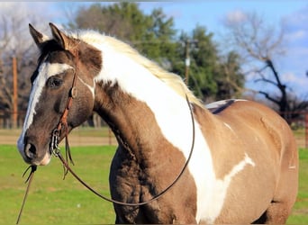 Paint Horse, Wałach, 13 lat, 157 cm, Tobiano wszelkich maści