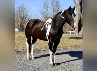 Paint Horse, Wałach, 13 lat, 163 cm