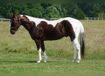 Paint Horse, Wałach, 14 lat, 145 cm, Ciemnokasztanowata