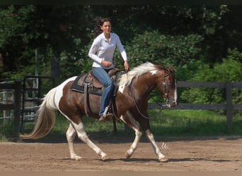 Paint Horse, Wałach, 14 lat, 145 cm, Ciemnokasztanowata