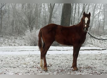 Paint Horse, Wałach, 1 Rok, 150 cm, Kasztanowata