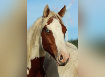 Paint Horse, Wałach, 1 Rok, 150 cm, Tovero wszelkich maści
