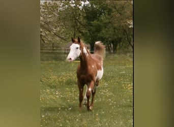 Paint Horse, Wałach, 1 Rok, Kasztanowata