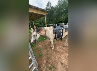 Paint Horse, Wałach, 23 lat, Biała