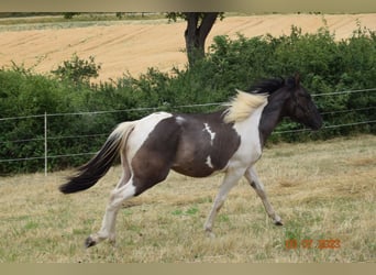 Paint Horse Mix, Wałach, 2 lat, 142 cm, Grullo