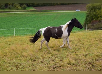 Paint Horse Mix, Wałach, 2 lat, 142 cm, Grullo