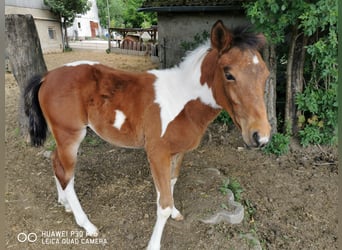 Paint Horse, Wałach, 2 lat, 150 cm, Srokata