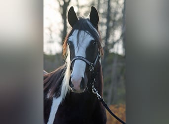 Paint Horse, Wałach, 2 lat, 153 cm, Tobiano wszelkich maści