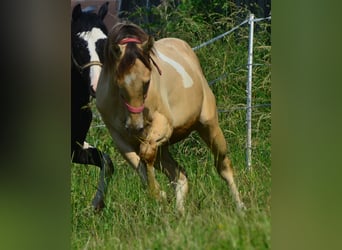 Paint Horse, Wałach, 2 lat, 156 cm, Szampańska