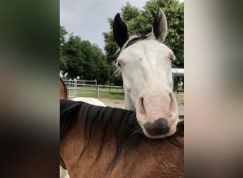 Paint Horse, Wałach, 3 lat, 145 cm, Tobiano wszelkich maści