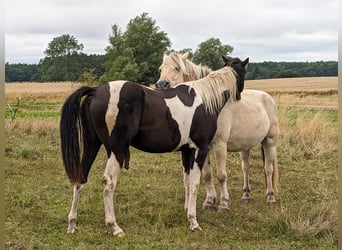 Paint Horse, Wałach, 3 lat, 160 cm, Srokata