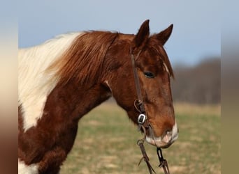 Paint Horse, Wałach, 4 lat, 145 cm, Ciemnokasztanowata