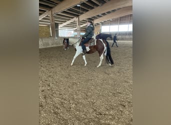 Paint Horse, Wałach, 4 lat, 148 cm, Tobiano wszelkich maści