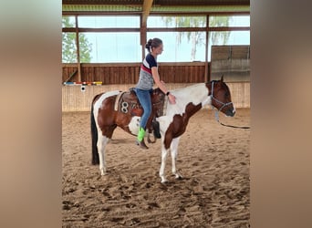 Paint Horse, Wałach, 4 lat, 148 cm, Tobiano wszelkich maści