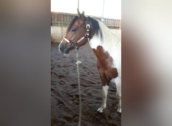 Paint Horse, Wałach, 4 lat, 148 cm, Tobiano wszelkich maści
