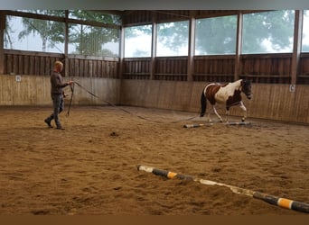 Paint Horse, Wałach, 4 lat, 148 cm, Tobiano wszelkich maści