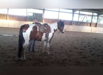 Paint Horse, Wałach, 4 lat, 148 cm, Tobiano wszelkich maści