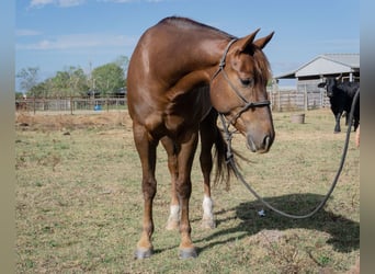 Paint Horse, Wałach, 4 lat, 152 cm, Ciemnokasztanowata
