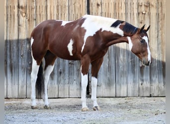 Paint Horse, Wałach, 4 lat, 170 cm, Tobiano wszelkich maści