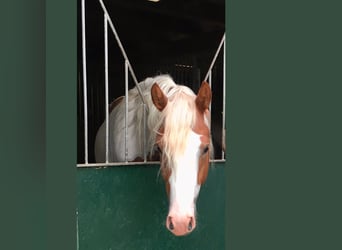 Paint Horse, Wałach, 5 lat, 145 cm, Tobiano wszelkich maści