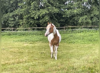 Paint Horse, Wałach, 5 lat, 145 cm, Tobiano wszelkich maści