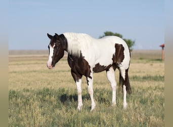 Paint Horse, Wałach, 5 lat, 150 cm, Srokata