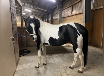 Paint Horse, Wałach, 5 lat, 156 cm, Tobiano wszelkich maści