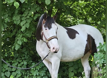 Paint Horse Mix, Wałach, 5 lat, 162 cm, Srokata