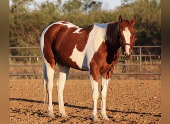 Paint Horse, Wałach, 5 lat, Tobiano wszelkich maści