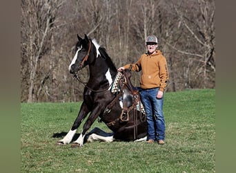 Paint Horse, Wałach, 5 lat, Tobiano wszelkich maści