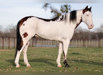 Paint Horse, Wałach, 6 lat, 147 cm, Srokata