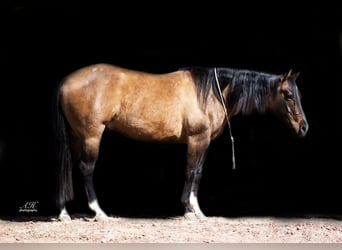 Paint Horse, Wałach, 6 lat, 150 cm, Bułana