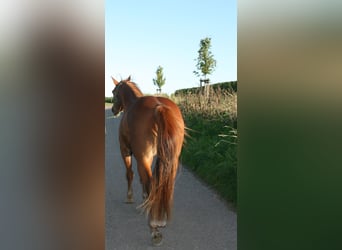 Paint Horse, Wałach, 6 lat, 150 cm, Kasztanowata