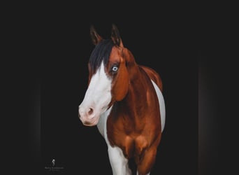 Paint Horse, Wałach, 6 lat, 152 cm, Ciemnokasztanowata
