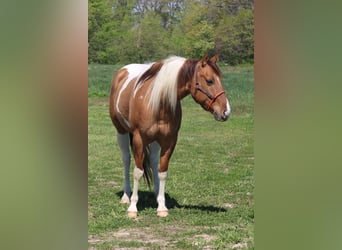 Paint Horse, Wałach, 6 lat, 152 cm, Srokata